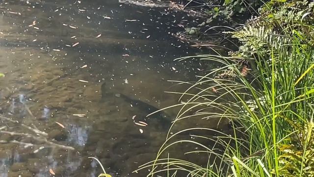 Природа Австралии, Штат Виктория смотреть онлайн