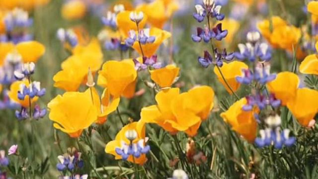 Благодарность учителям. 9 класс смотреть онлайн