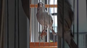 Певчий кенар выдаёт трели. пение кенара. Кенар лесного напева.