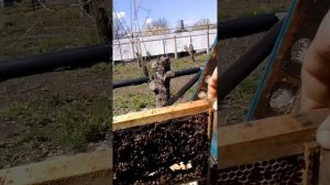 пчелопакеты,,, метим маток