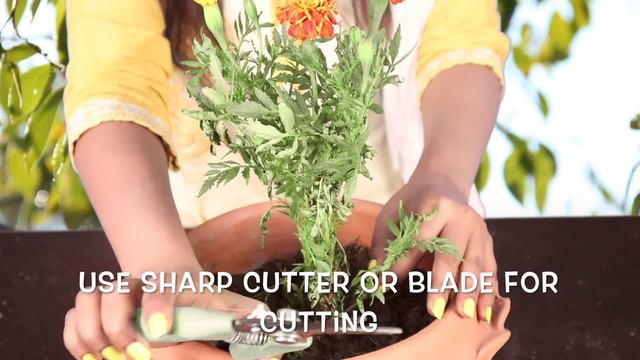 Grow Thousands of Marigold Plants Without Seeds II गेंदा : ऐसे तैयार करें हज़ारों पौधे बिना बीज के смотреть онлайн