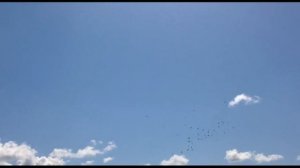 Краснодарские бойные голуби: Отдыхаем с голубями