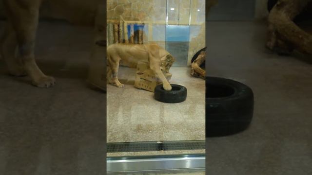 питерский зоопарк смотреть онлайн