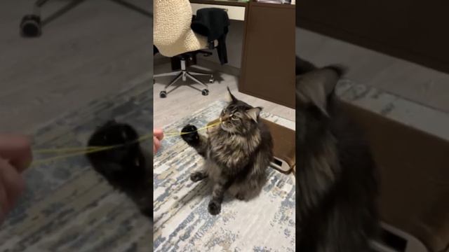 Наш музыкальный выпускник 🥳😂 Кот Мейн Кун Конан ❤️ смотреть онлайн