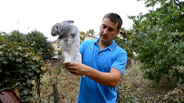 Крольчиха сломала ногу. Причина. смотреть онлайн