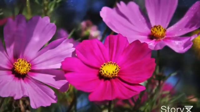 Женщина Жена Мама смотреть онлайн