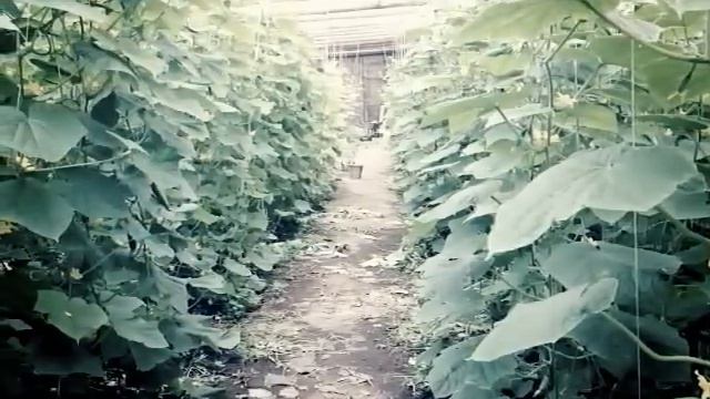моя первая большая теплица! смотреть онлайн