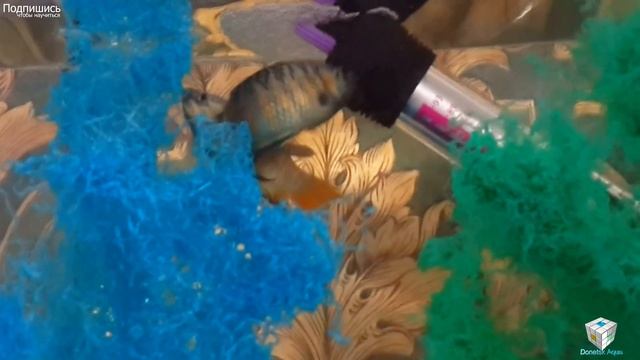 Синий Макропод, Macropodus opercularis,The Paradise Fish, Blue paradise, Wiedergabe Macropodus смотреть онлайн