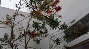 Каллистемон лимонный, красавчик из Австралии. #каллистемонлимонный#краснотычиночник