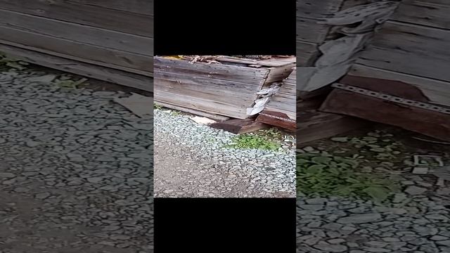 Сельская жизнь.