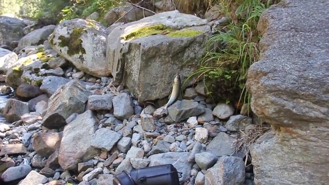НАШЕЛ ДОМ В ЛЕСУ, ЖИВУ В ТАЙГЕ ПРОМЫШЛЯЮ РЫБОЙ, ХАКАСИЯ смотреть онлайн