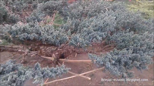Jałowiec łuskowaty (Juniperus squamata/Juniper) смотреть онлайн