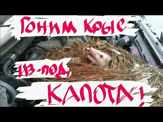Крысы под капотом!? Rats under the hood of a car! смотреть онлайн