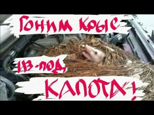 Крысы под капотом!?  Rats under the hood of a car!