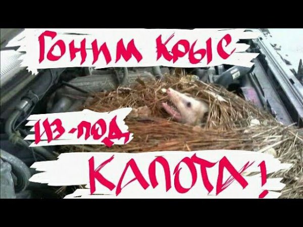 Крысы под капотом!? Rats under the hood of a car!