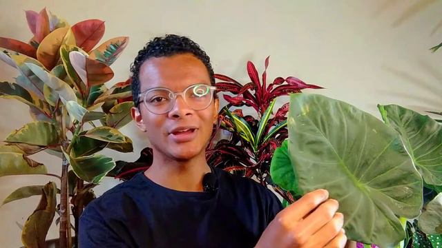 Comparação Alocasia Green Shield X Alocasia Regal Shield смотреть онлайн