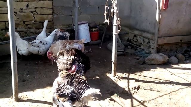 Fighting animals Индюк против Индюка Гусь против Индюка. бои животных смотреть онлайн