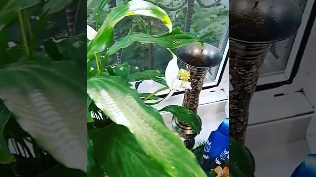 Пожелания хорошего дня ! Радости во всем! Подписывайтесь дорогие мои друзья! смотреть онлайн