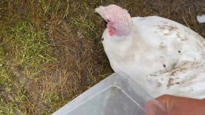 Спасаю Индюшек/Что творится в индюшатнике/Пора самок убирать/Индюки Биг-6 в четыре месяца