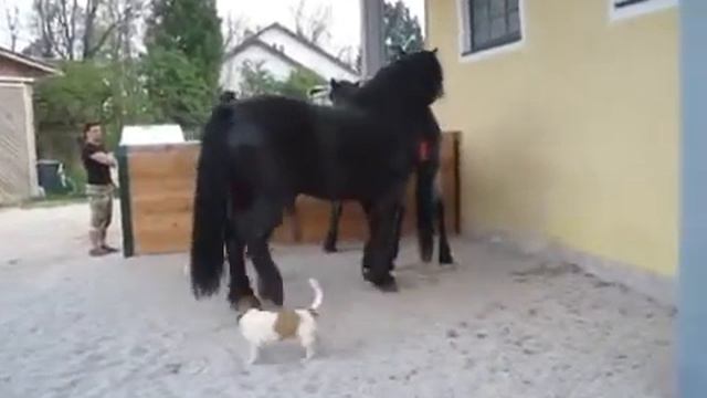 Спаривание