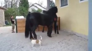 Спаривание