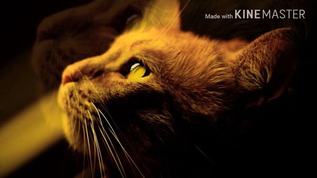 Кошка смотреть онлайн