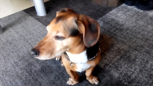 Mensch ist der stur смотреть онлайн