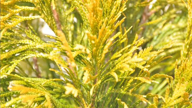 Deer Don't Like Forever Goldy® Arborvitae Thuja plicata '4EVER' Available at Our Farm смотреть онлайн