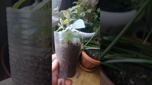 Тайдал петуния черенкуйдуубун смотреть онлайн