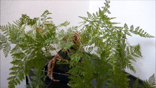 Davallia Fern Update And Propagation