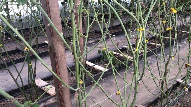 Ежевика Тройная корона - зимняя обрезка смотреть онлайн