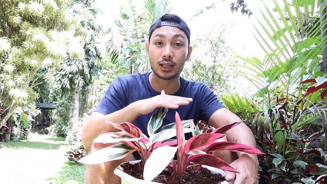 STROMANTHE TRIOSTAR PLANT CARE TIPS AND TRICKS! смотреть онлайн