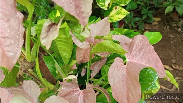 Pink Syngonium - How To Keep The Leaves Pink & Bright