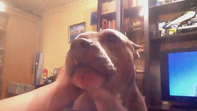 Что делать, если на вас рычит питбуль? смотреть онлайн