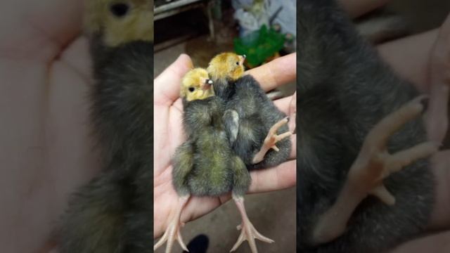 Новое поголовье. Форверк смотреть онлайн