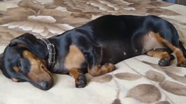 Что снится собаке? Dachshund Sleeping.