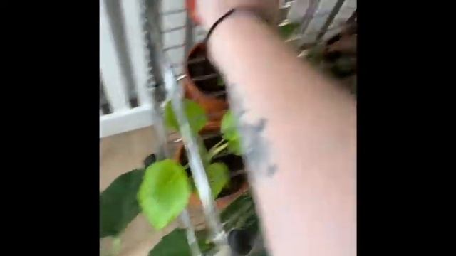 Marantaceae Plant Tour June 2020 // Calathea, Stromanthe, Ctenanthe, Maranta