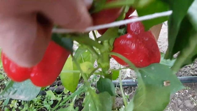 Перец сладкий Атлант 15,09,23 смотреть онлайн