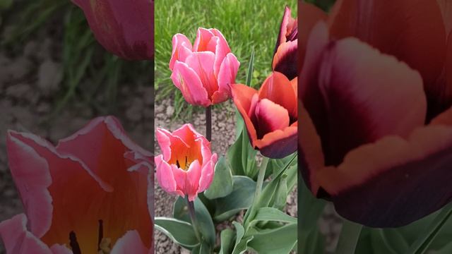 Tulips Slawa, Pretty Princess