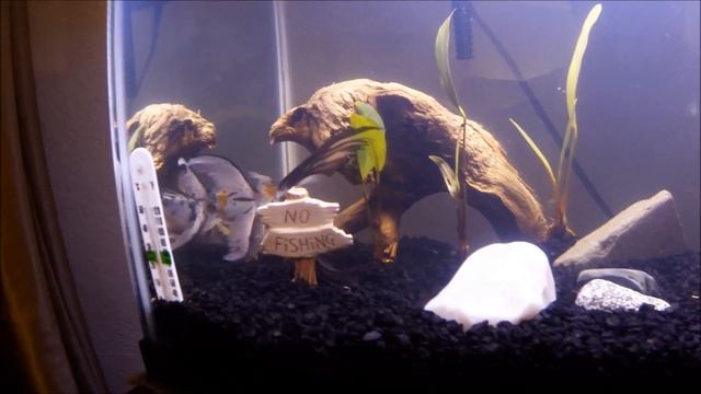 6 Inch Shubunkin Goldfish смотреть онлайн