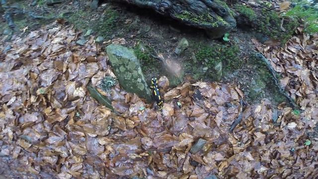 Огненная саламандра в Карпатах смотреть онлайн
