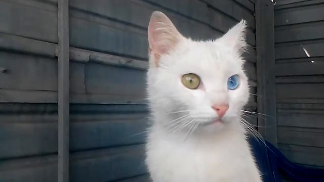 Разноглазые животные! Кот с разноцветными глазами! смотреть онлайн