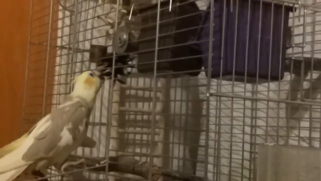 Попугай хочет летать, но боится. смотреть онлайн