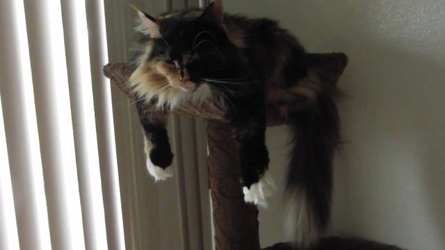 Funny Maine Coon, Lala Sitting in a Wierd Position смотреть онлайн