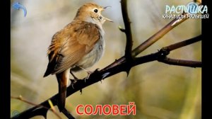 ПТИЦЫ. УЧИМ АНГЛИЙСКИЙ. ПЕРВЫЕ СЛОВА русс+англ