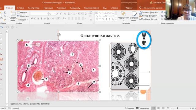 Гистология. Слюнные железы. Микропрепараты. смотреть онлайн