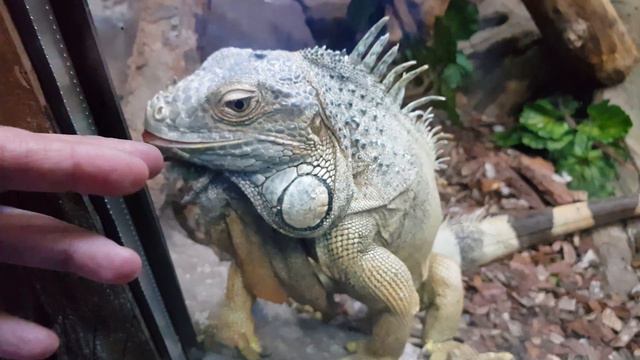 Калининградский зоопарк. Тропический дом смотреть онлайн