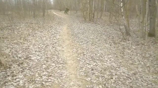 Встреча на прогулке- краткое сравнение кавказского волкодава и кавказской овчарки. смотреть онлайн