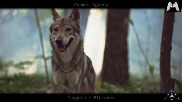 Med Pods in Taygeta - Questions and Answers - Yazhi Swaruu