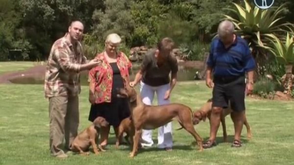 Планета собак Родезийский риджбек Часть 2 Rhodesian Ridgeback.